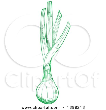 Clipart of a Sketched Green Leek - Royalty Free Vector Illustration by Vector Tradition SM