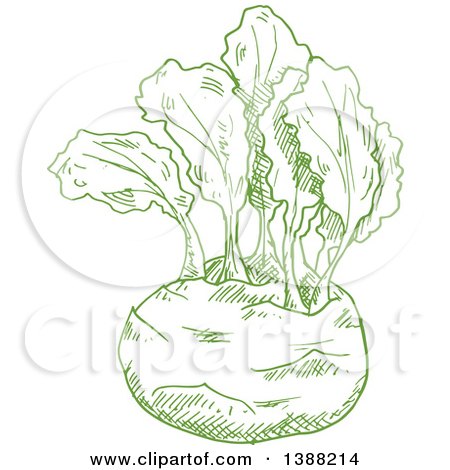 Clipart of a Sketched Green Kohlrabi - Royalty Free Vector Illustration by Vector Tradition SM