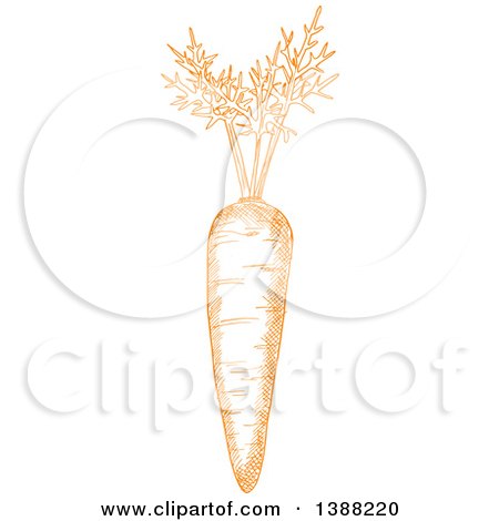 Clipart of a Sketched Orange Carrot - Royalty Free Vector Illustration by Vector Tradition SM
