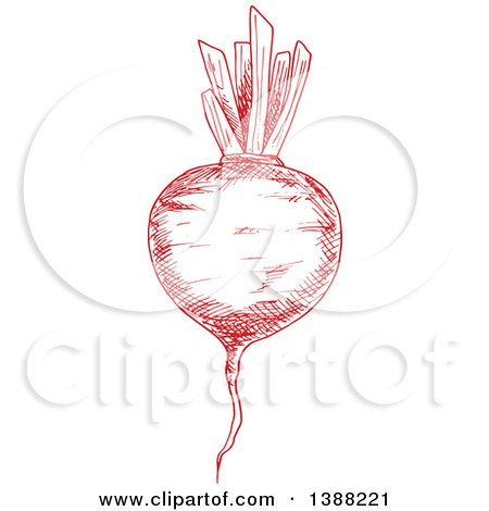 Clipart of a Sketched Red Beet - Royalty Free Vector Illustration by Vector Tradition SM