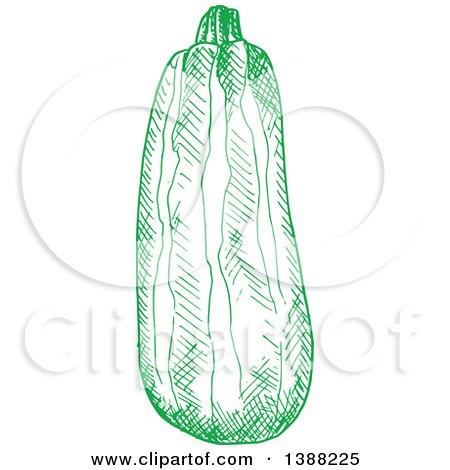 Clipart of a Sketched Green Zucchini - Royalty Free Vector Illustration by Vector Tradition SM