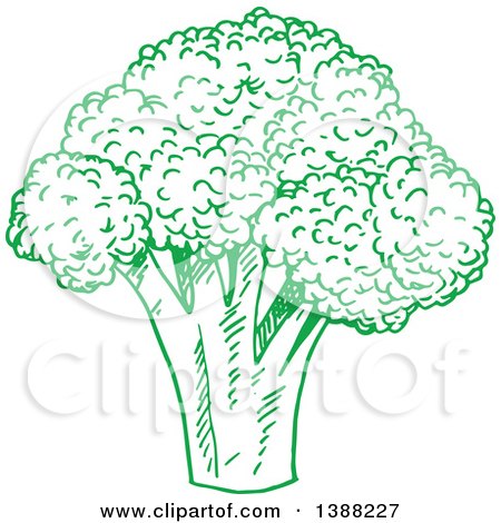 Clipart of a Sketched Green Head of Broccoli - Royalty Free Vector Illustration by Vector Tradition SM