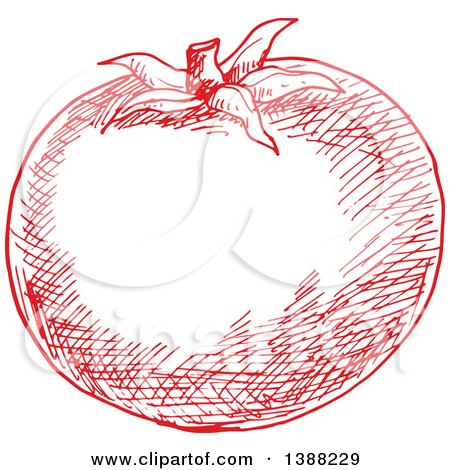 Clipart of a Sketched Red Tomato - Royalty Free Vector Illustration by Vector Tradition SM