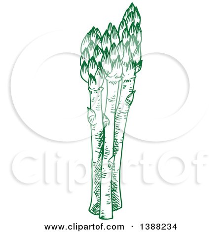 Clipart of Sketched Green Asparagus Stalks - Royalty Free Vector Illustration by Vector Tradition SM