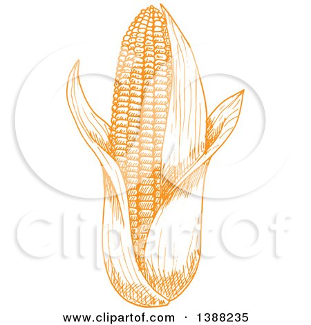 Clipart of a Sketched Yellow Ear of Corn - Royalty Free Vector Illustration by Vector Tradition SM