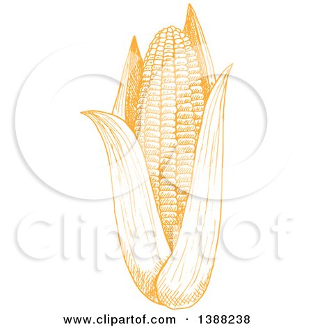 Clipart of a Sketched Yellow Ear of Corn - Royalty Free Vector Illustration by Vector Tradition SM