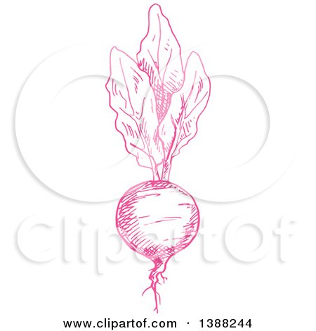 Clipart of a Sketched Pink Beet - Royalty Free Vector Illustration by Vector Tradition SM
