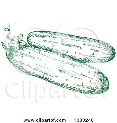 Clipart of Sketched Green Cucumbers - Royalty Free Vector Illustration by Vector Tradition SM