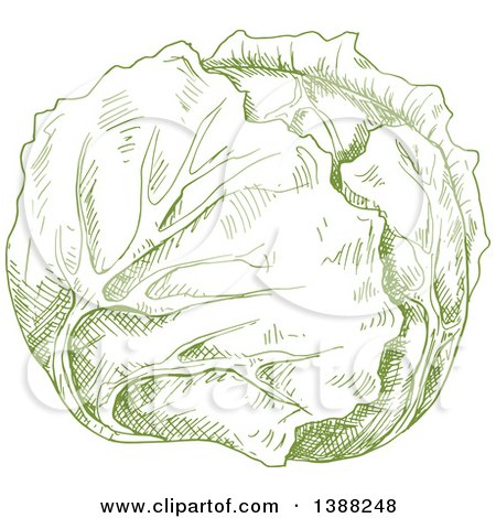 Clipart of a Sketched Green Head of Cabbage - Royalty Free Vector Illustration by Vector Tradition SM