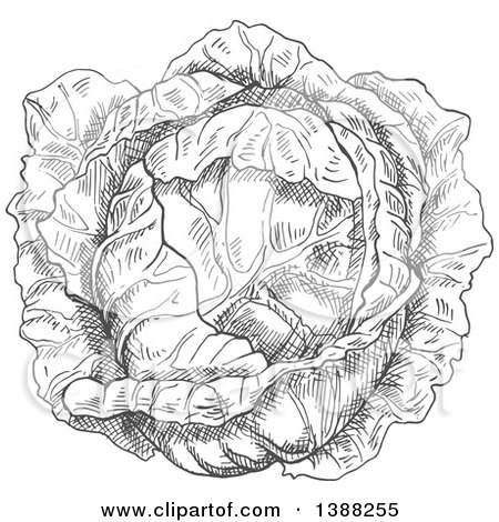 Clipart of a Sketched Gray Head of Cabbage - Royalty Free Vector Illustration by Vector Tradition SM