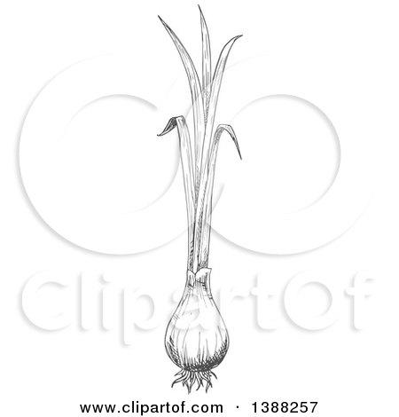 Clipart of a Sketched Gray Green Onion - Royalty Free Vector Illustration by Vector Tradition SM
