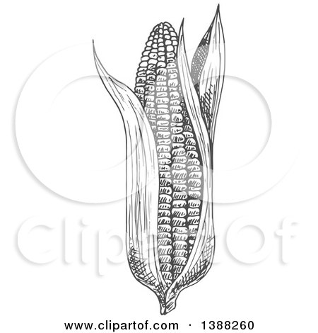Clipart of a Sketched Gray Ear of Corn - Royalty Free Vector Illustration by Vector Tradition SM