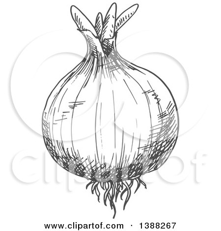 Clipart of a Sketched Gray Onion - Royalty Free Vector Illustration by Vector Tradition SM