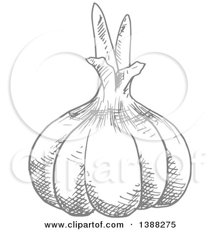 Clipart of a Sketched Gray Gralic Bulb - Royalty Free Vector Illustration by Vector Tradition SM