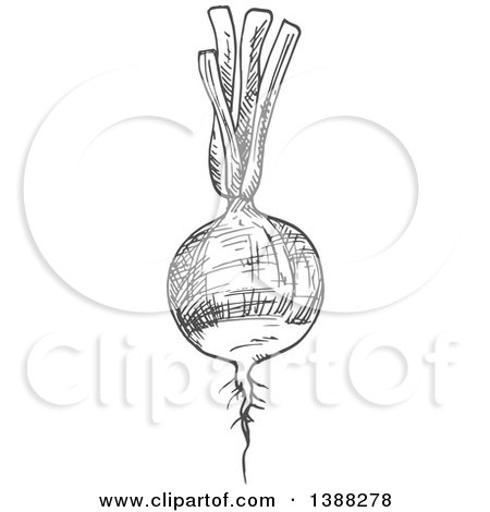 Clipart of a Sketched Gray Beet - Royalty Free Vector Illustration by Vector Tradition SM