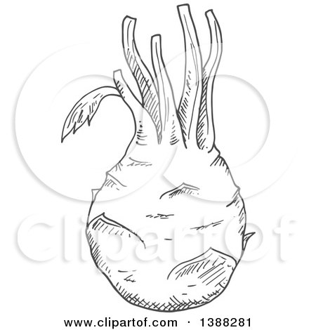 Clipart of a Sketched Gray Kohlrabi - Royalty Free Vector Illustration by Vector Tradition SM