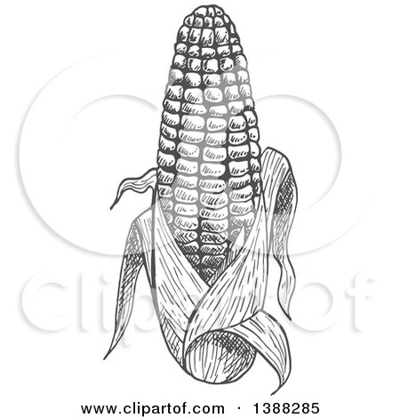 Clipart of a Sketched Gray Ear of Corn - Royalty Free Vector Illustration by Vector Tradition SM