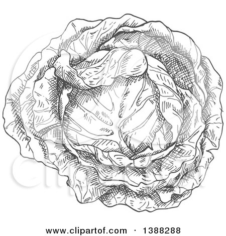 Clipart of a Sketched Gray Head of Cabbage - Royalty Free Vector Illustration by Vector Tradition SM