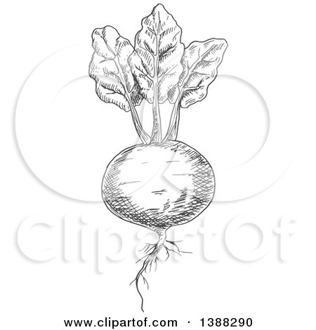 Clipart of a Sketched Gray Beet - Royalty Free Vector Illustration by Vector Tradition SM