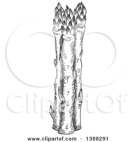 Clipart of Sketched Gray Asparagus Stalks - Royalty Free Vector Illustration by Vector Tradition SM
