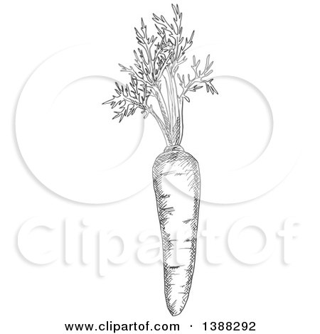 Clipart of a Sketched Gray Carrot - Royalty Free Vector Illustration by Vector Tradition SM