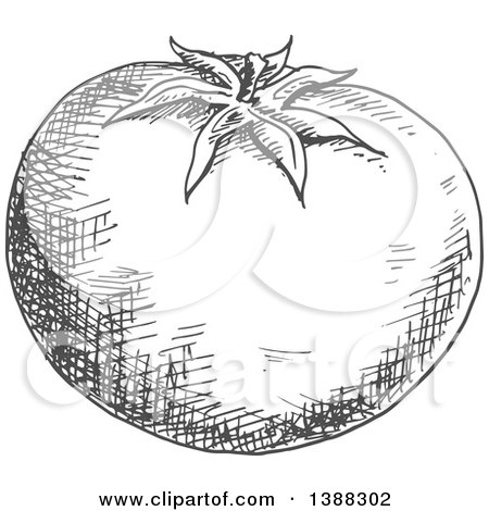 Clipart of a Sketched Gray Tomato - Royalty Free Vector Illustration by Vector Tradition SM