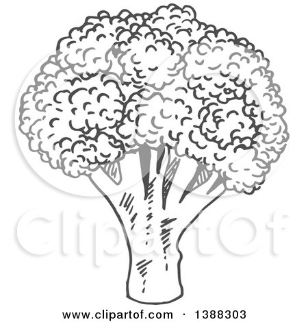 Clipart of a Sketched Gray Head of Broccoli - Royalty Free Vector Illustration by Vector Tradition SM