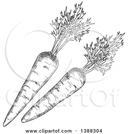 Clipart of Sketched Gray Carrots - Royalty Free Vector Illustration by Vector Tradition SM