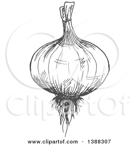 Clipart of a Sketched Gray Onion - Royalty Free Vector Illustration by Vector Tradition SM