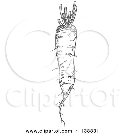 Clipart of a Sketched Gray Daikon Radish - Royalty Free Vector Illustration by Vector Tradition SM