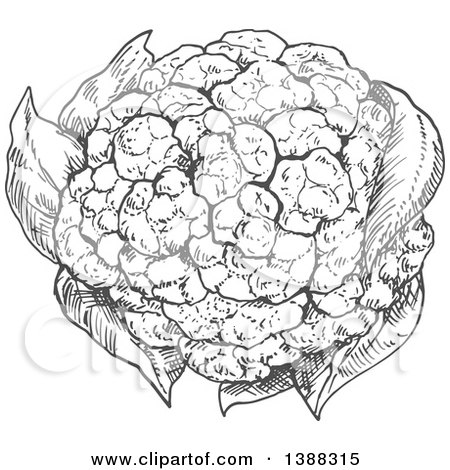 Clipart of a Sketched Gray Head of Cauliflower - Royalty Free Vector Illustration by Vector Tradition SM