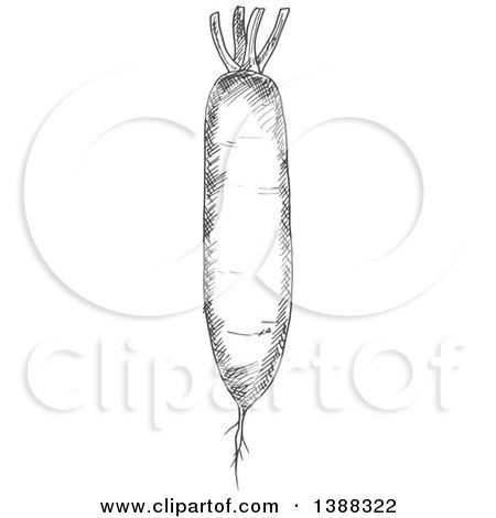 Clipart of a Sketched Gray Daikon Radish - Royalty Free Vector Illustration by Vector Tradition SM