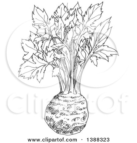 Clipart of a Sketched Gray Celery Root - Royalty Free Vector Illustration by Vector Tradition SM