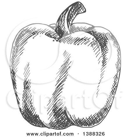 Clipart of a Sketched Gray Bell Pepper - Royalty Free Vector Illustration by Vector Tradition SM