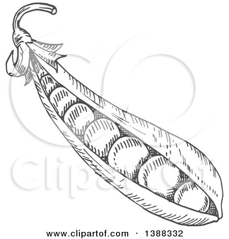 Clipart of Sketched Gray Peas - Royalty Free Vector Illustration by Vector Tradition SM