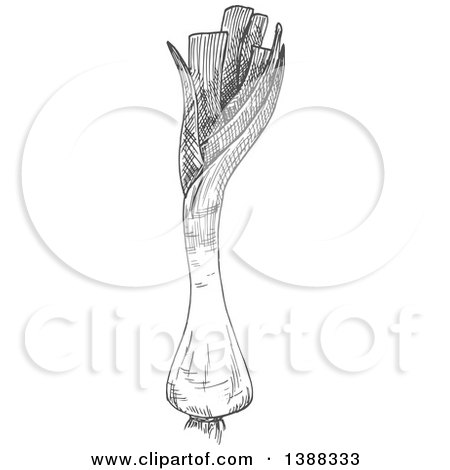 Clipart of a Sketched Gray Leek - Royalty Free Vector Illustration by Vector Tradition SM