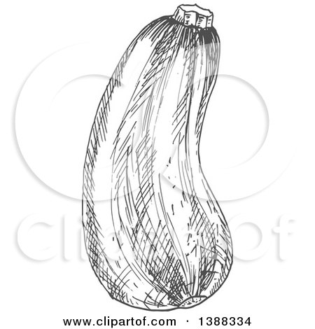 Clipart of a Sketched Gray Zucchini - Royalty Free Vector Illustration by Vector Tradition SM