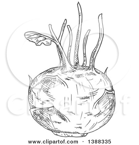 Clipart of a Sketched Gray Kohlrabi - Royalty Free Vector Illustration by Vector Tradition SM