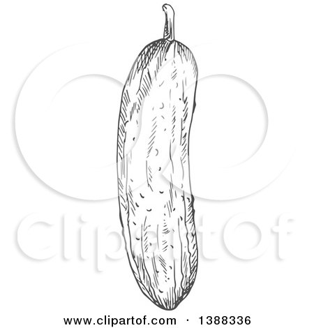 Clipart of a Sketched Gray Cucumber - Royalty Free Vector Illustration by Vector Tradition SM
