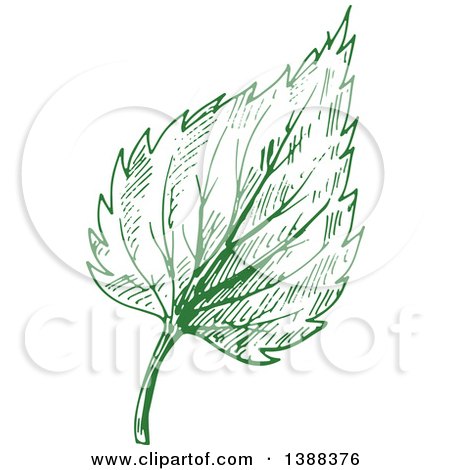 Clipart of a Green Sketched Birch Leaf - Royalty Free Vector Illustration by Vector Tradition SM