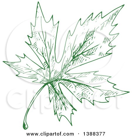Clipart of a Green Sketched Maple Leaf - Royalty Free Vector Illustration by Vector Tradition SM