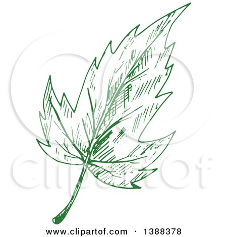 Clipart of a Green Sketched Maple Leaf - Royalty Free Vector Illustration by Vector Tradition SM