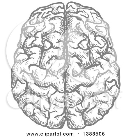 Clipart of a Sketched Gray Brain - Royalty Free Vector Illustration by Vector Tradition SM
