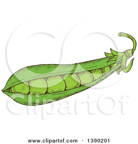 Clipart of a Sketched Pea Pod - Royalty Free Vector Illustration by Vector Tradition SM
