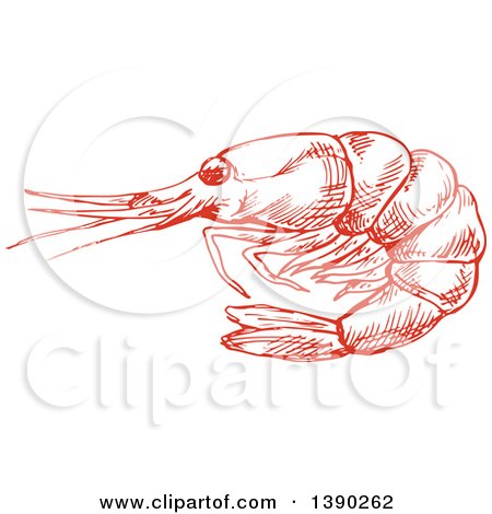 Clipart of a Red Sketched Shrimp - Royalty Free Vector Illustration by Vector Tradition SM