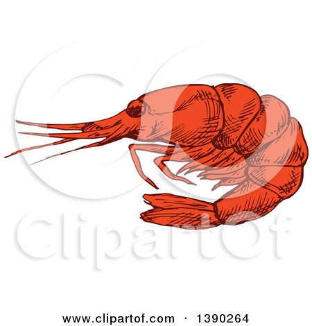 Clipart of a Sketched Prawn or Shrimp - Royalty Free Vector Illustration by Vector Tradition SM