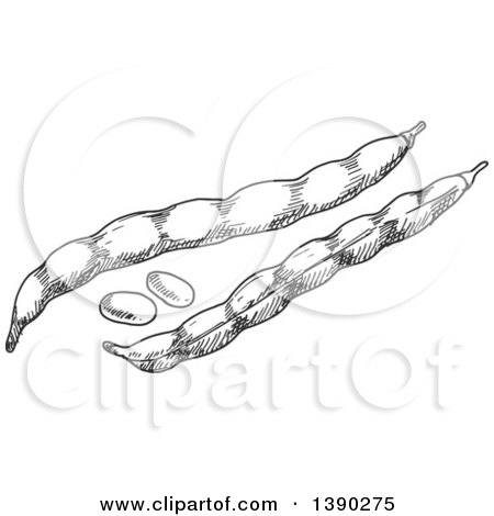 Clipart of Gray Sketched Bean Pods - Royalty Free Vector Illustration by Vector Tradition SM