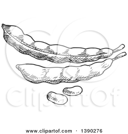 Clipart of Gray Sketched Bean Pods - Royalty Free Vector Illustration by Vector Tradition SM
