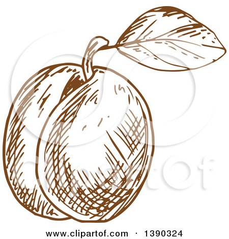 Clipart of a Brown Sketched Plum, Peach or Apricot - Royalty Free Vector Illustration by Vector Tradition SM
