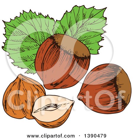 Clipart of Sketched Hazelnuts - Royalty Free Vector Illustration by Vector Tradition SM